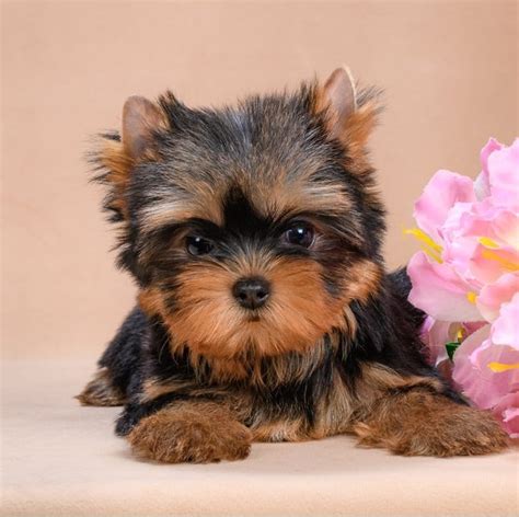 Teacup Yorkie For Sale Dallas Tx